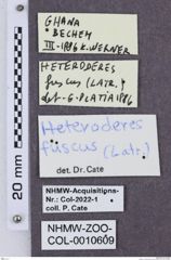 Etikette zu Heteroderes fuscus (NHMW-ZOO-COL-0010609)